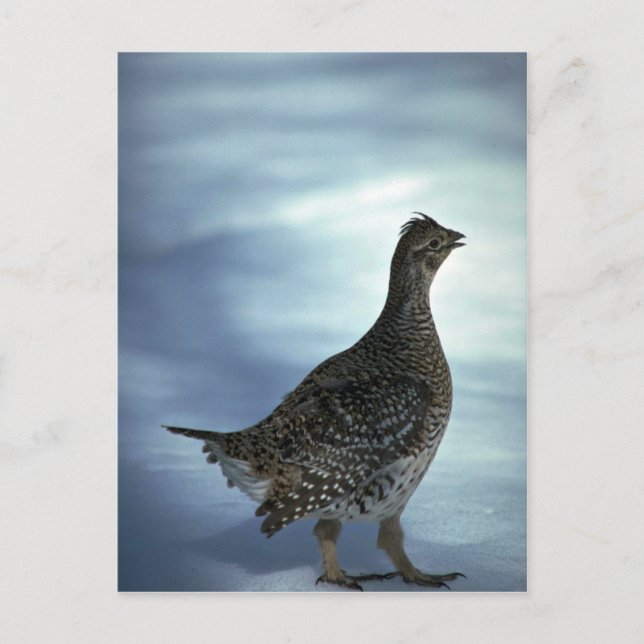 Sharp-tailed grouse postcard (Front)
