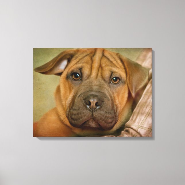Sharpei-Beagle Puppy Canvas Print (Front)