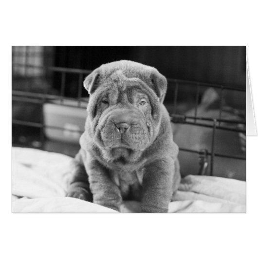 Sharpei Puppy Cards (Front Horizontal)