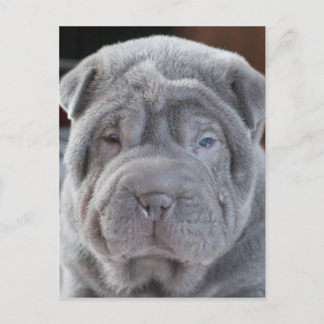Sharpei Puppy Postcard (Front)