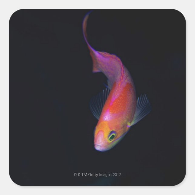 Sharpfin seabass 2 square sticker (Front)