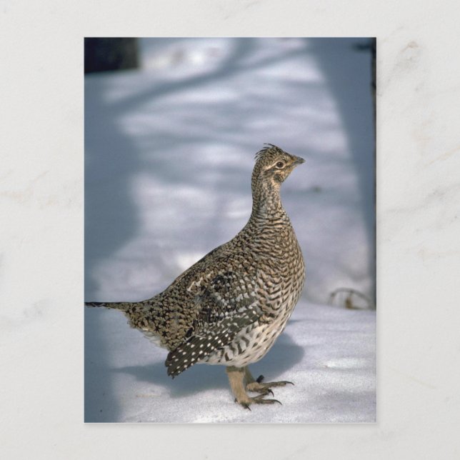 Sharptailed grouse postcard (Front)