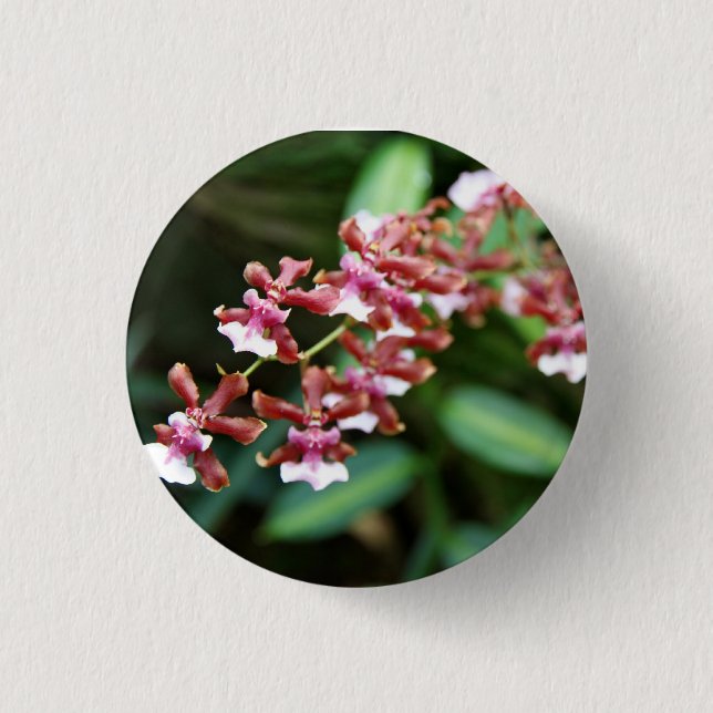 Sharry Baby Oncidium Button (Front)