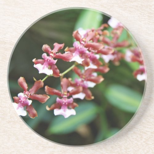 Sharry Baby Oncidium Sandstone Drink Coaster