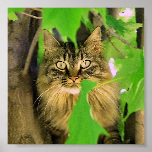 Shasta Cat Tree Climber Print / poster (Front)
