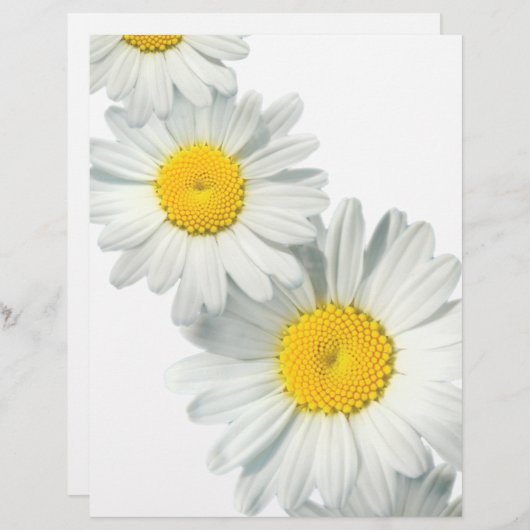Shasta Daisies (Front/Back)