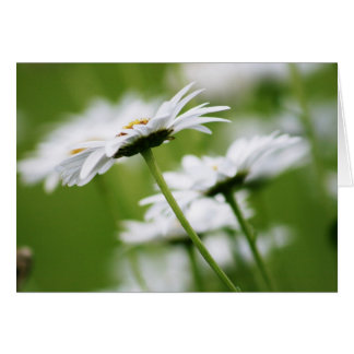 Shasta Daisies Cards