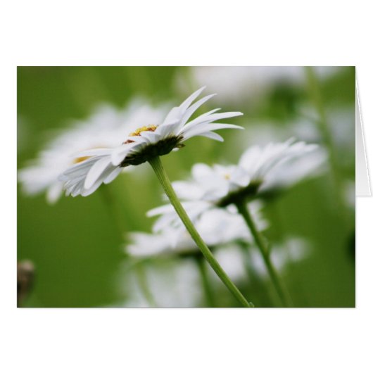 Shasta Daisies Cards (Front Horizontal)