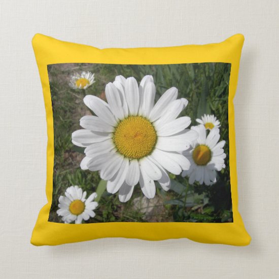 Shasta Daisies (Chrysanthemum maximum) Throw Pillow