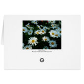Shasta Daisies II Cards (Back Horizontal)