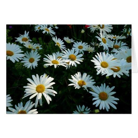 Shasta Daisies II Cards (Front Horizontal)