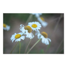 Shasta Daisies in the Field