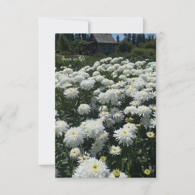 Shasta Daisies Note Card (Front)