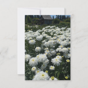 Shasta Daisies Note Card