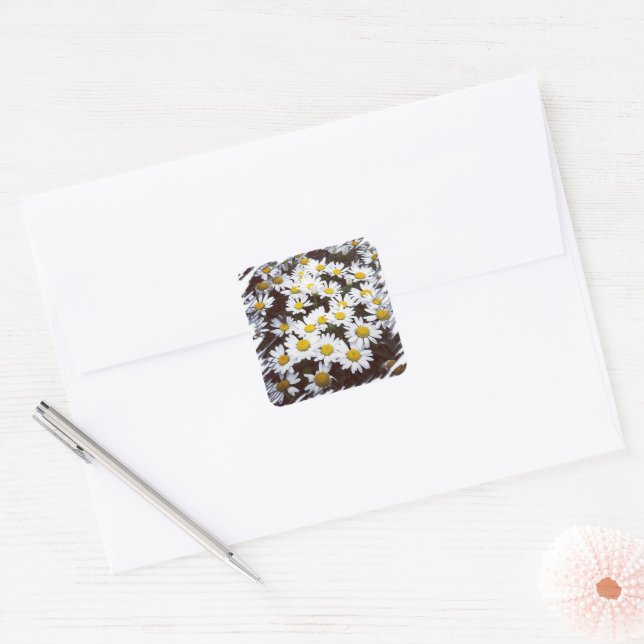 Shasta Daisies Photograph Square Sticker (Envelope)