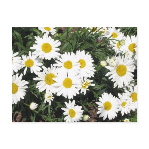 Shasta Daisies Postcard