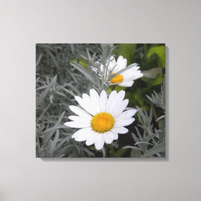 Shasta Daisies wrapped canvas Print (Front)