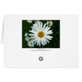 Shasta Daisy Cards (Back Horizontal)