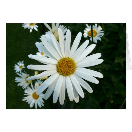 Shasta Daisy Cards (Front Horizontal)