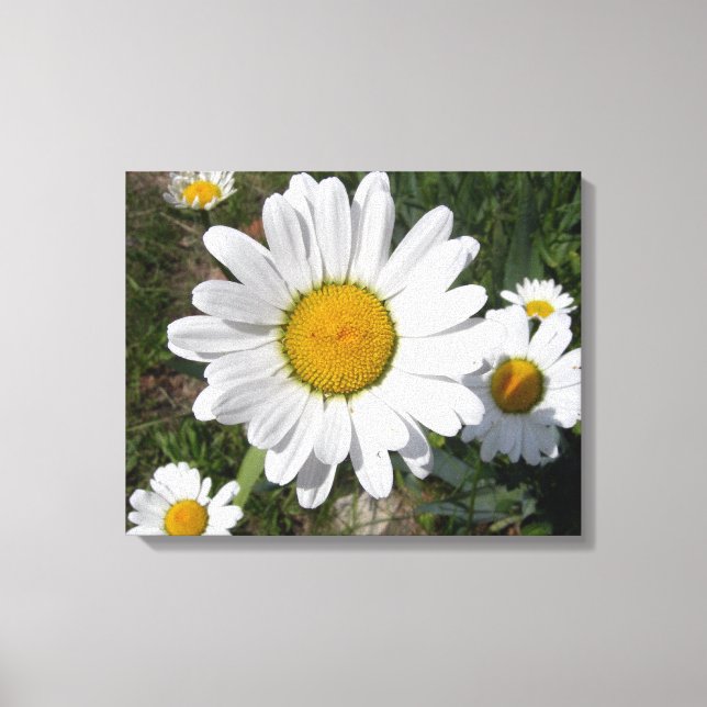 Shasta Daisy (Chrysanthemum maximum) Canvas Print (Front)