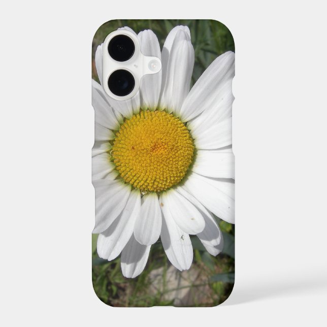 Shasta Daisy (Chrysanthemum maximum) Case-Mate iPhone Case (Back)