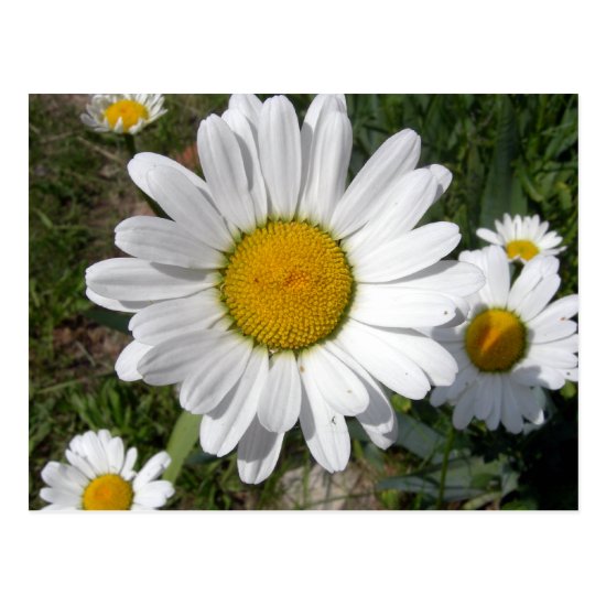 Shasta Daisy (Chrysanthemum maximum) Postcard