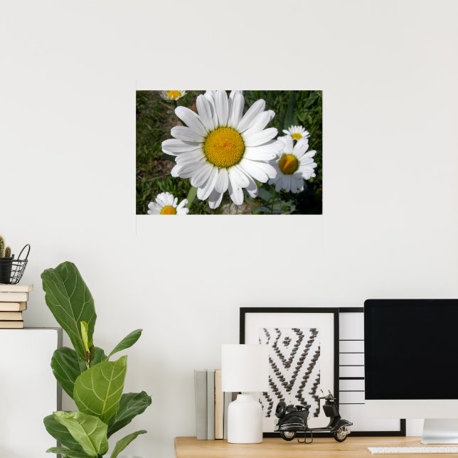 Shasta Daisy (Chrysanthemum maximum) Poster (Home Office)