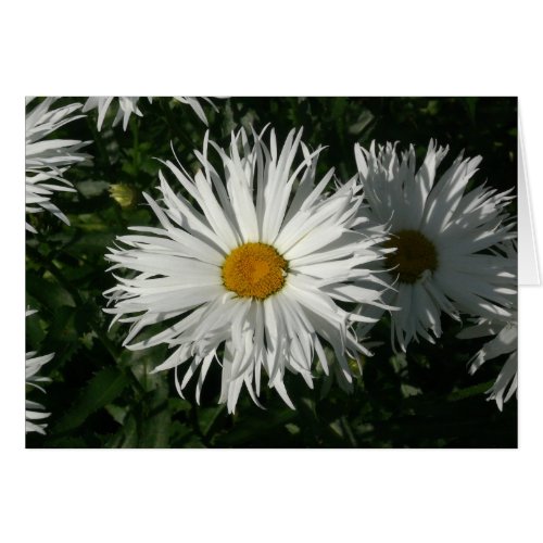 Shasta Daisy Gone Crazy