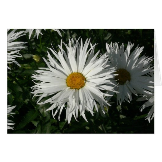 Shasta Daisy Gone Crazy Cards (Front Horizontal)