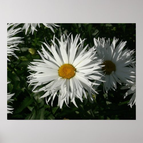 Shasta Daisy Gone Crazy Poster