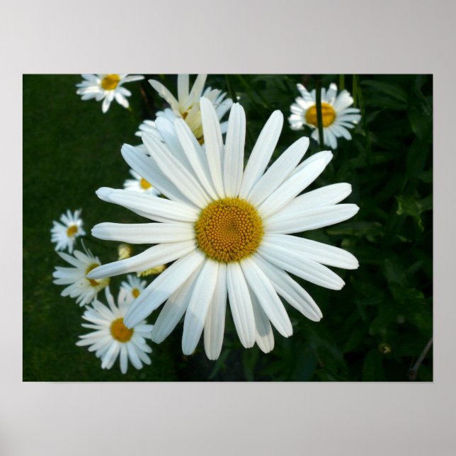 Shasta Daisy Poster (Front)