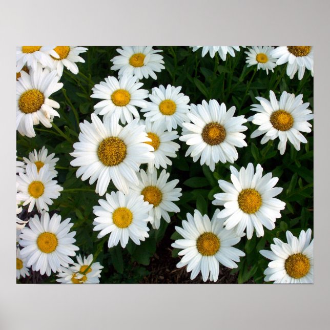 Shasta Daisy Summer Poster (Front)