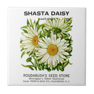 Shasta Daisy Vintage Seed Packet Ceramic Tile