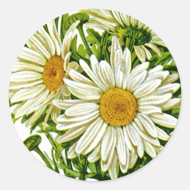 Shasta Daisy Vintage Seed Packet Classic Round Sticker (Front)