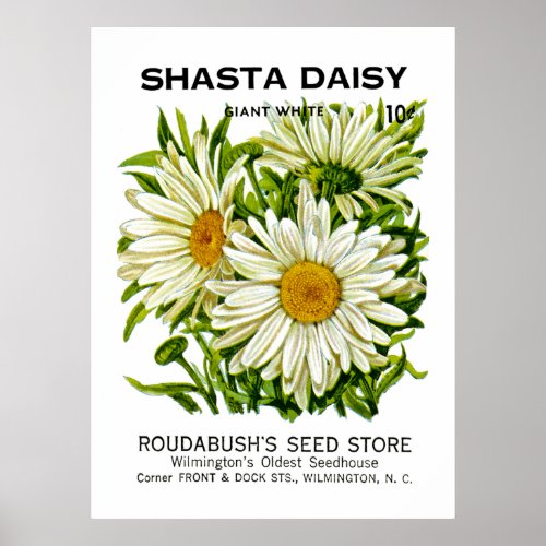 Shasta Daisy Vintage Seed Packet Poster