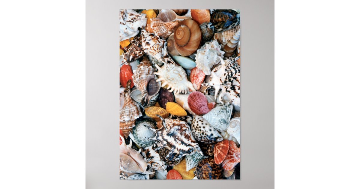 She Sells Sea Shells Poster | Zazzle