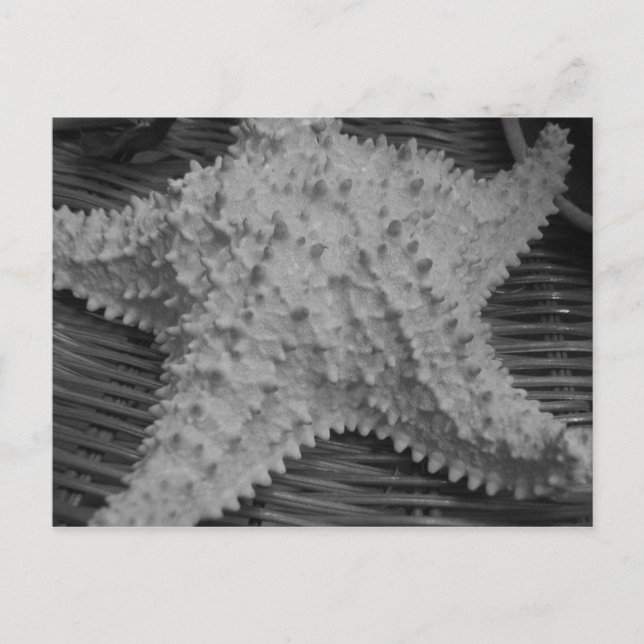 She sells seashells by the seashore postcard (Front)