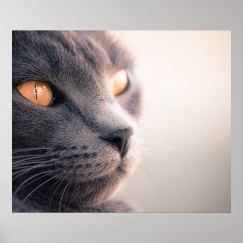 Sheba Cat Poster