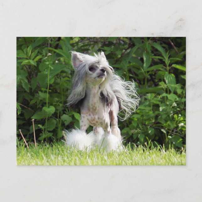 Sheeba Looking Up Postcard (Front)