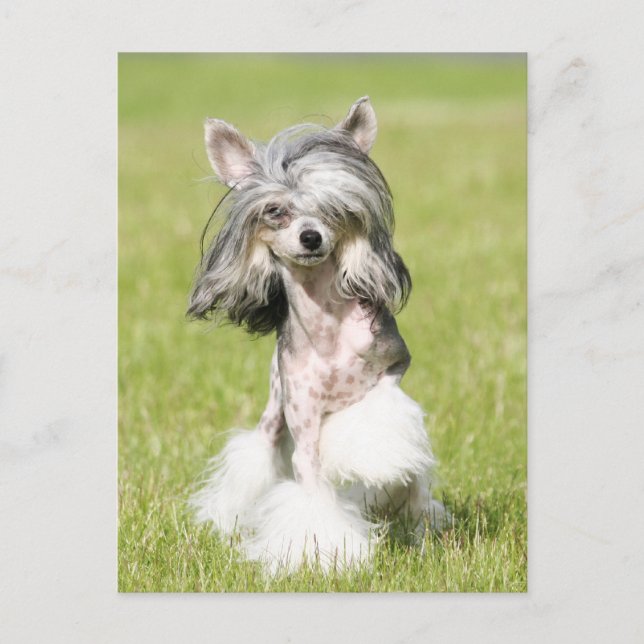 Sheeba Pointing Postcard (Front)