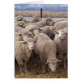 Sheep (Front)