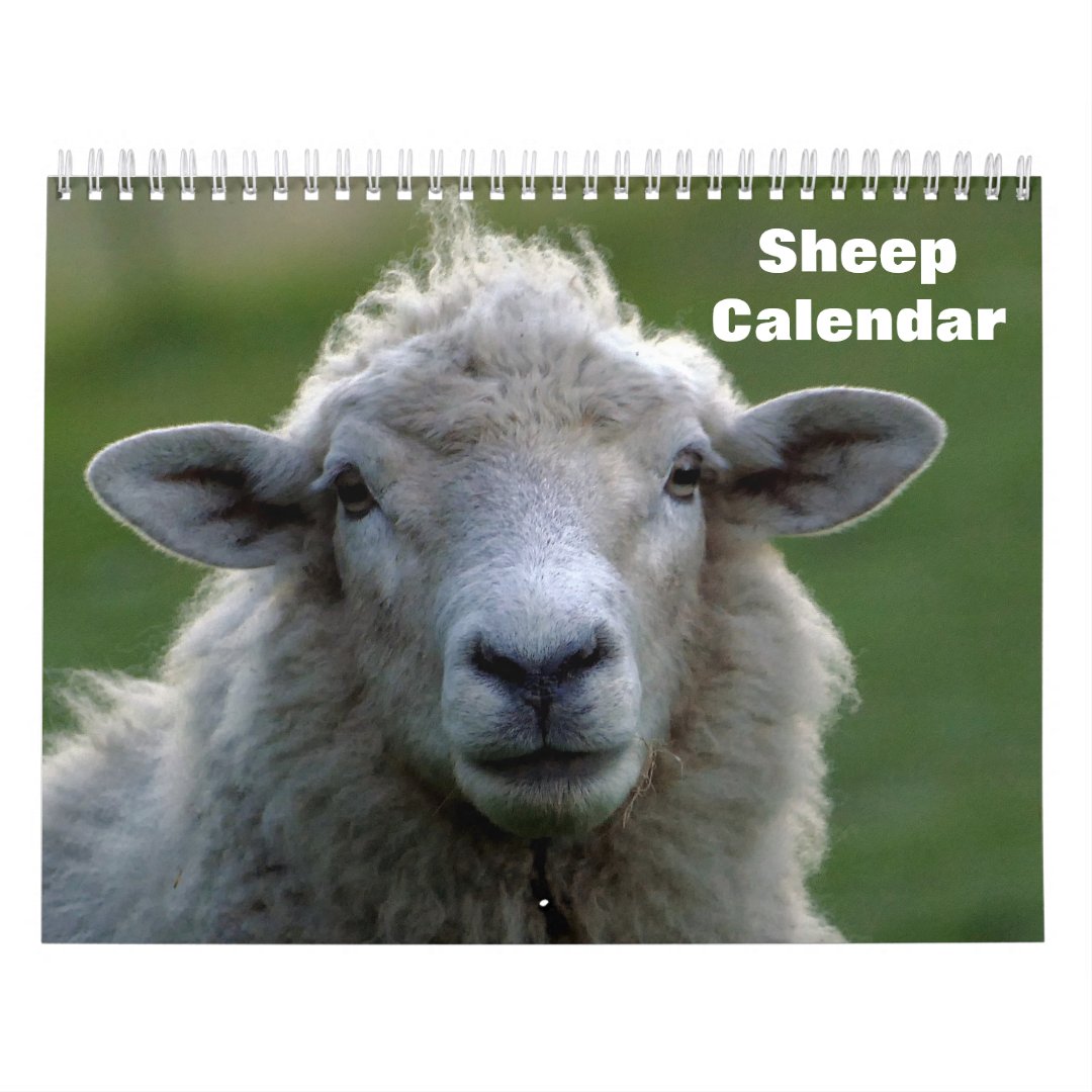 Sheep 2023 calendar Zazzle