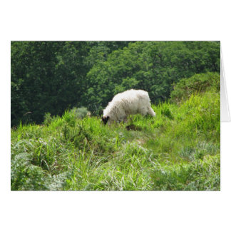 Sheep 2 cards