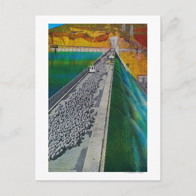Sheep across Grand Coulee Dam Postcard (Front)