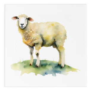 Sheep Acrylic Print