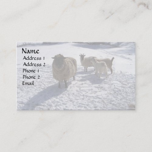 Sheep and Goats in April Snow Business Cards