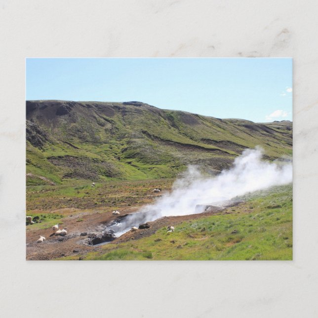 Sheep and hot spring postcard (Front)