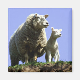 Sheep and Lamb Magnet