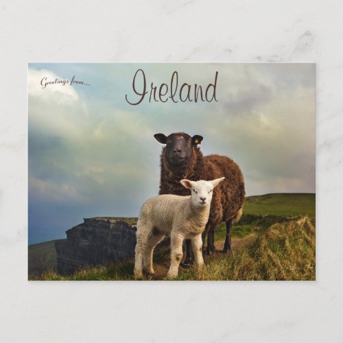 Sheep and Lamb on the Cliffs of Moher Ireland Postcard