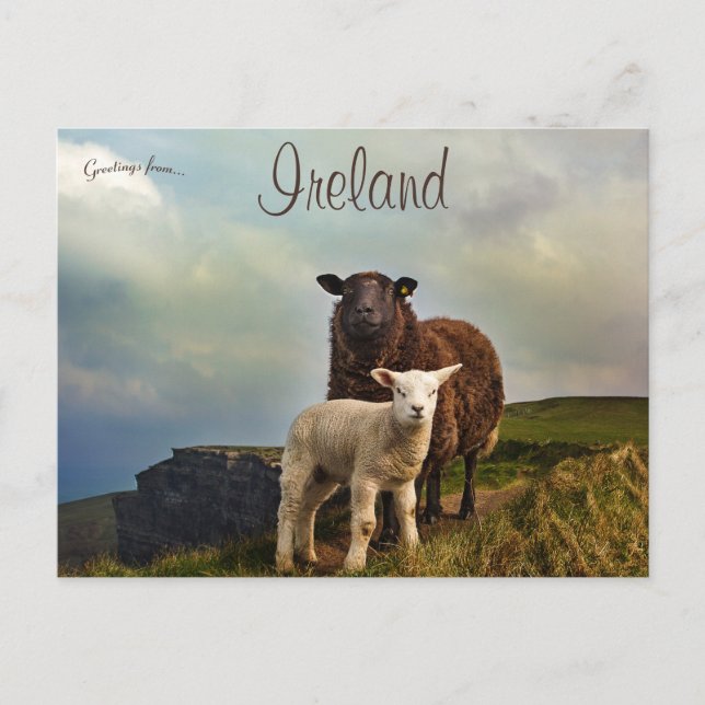 Sheep and Lamb on the Cliffs of Moher Ireland Postcard (Front)